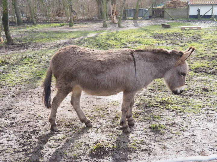 Lens Polder Petting zoo in Newport (Belgium)